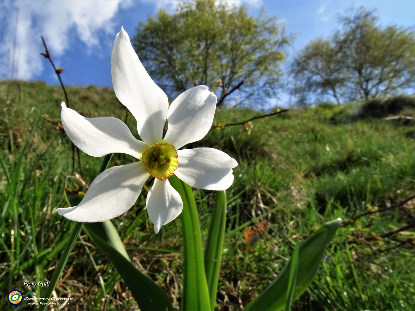 02 Il primo narciso incontrato salendo in Linzone.JPG